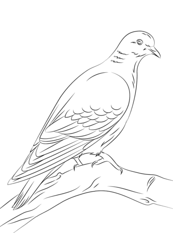 Stock Dove Coloring Page